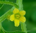  Male flower
